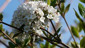Gewöhnlicher Schneeball