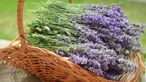 Sie sehen Blütentriebe des Lavendel.