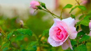 Sie sehen eine Rosenblüte.