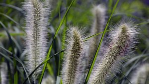 Sie sehen Lampenputzergras.