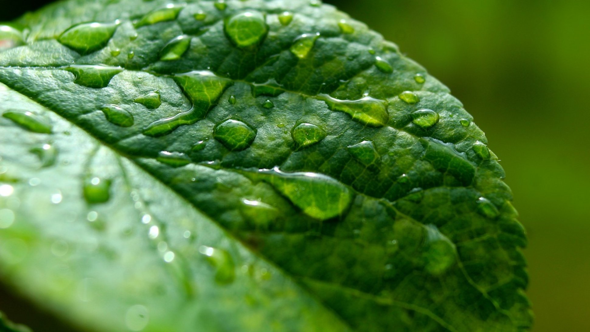 Sie sehen ein Blatt mit Regentropfen.