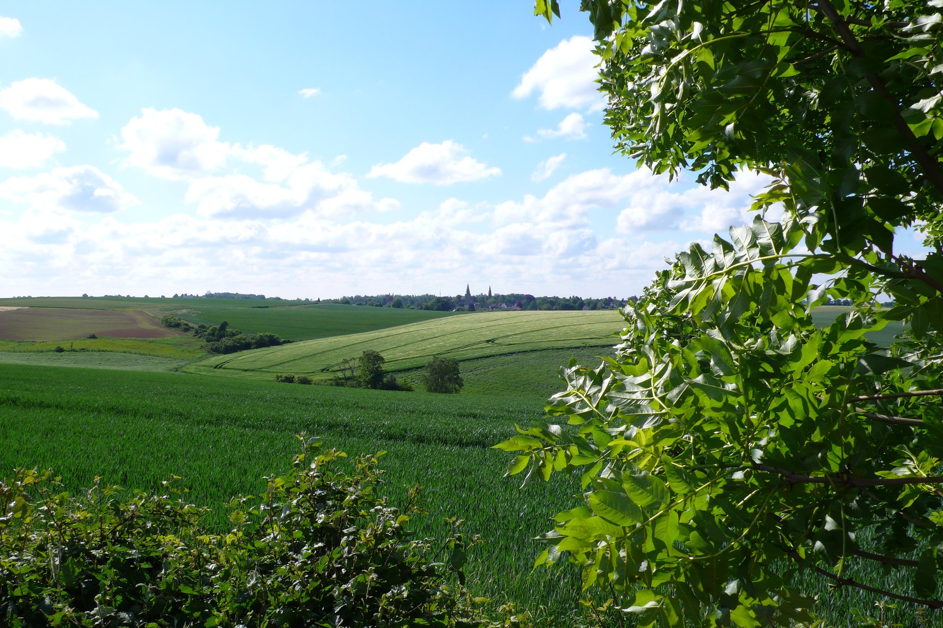 Wiesen rund um Homberg