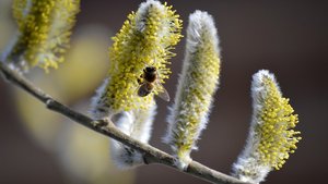 Sie sehen die Blüten der Sal-Weide.