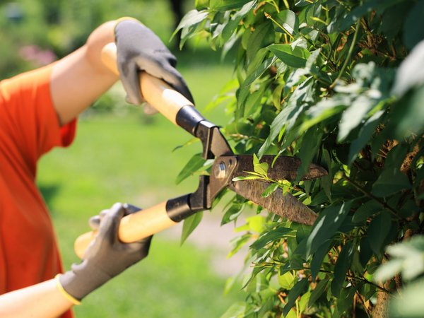 Mann schneidet an einer Hecke mit einer Heckenschere 