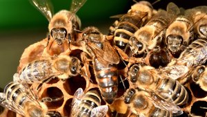 Sie sehen Honigbienen auf einer Wabe.