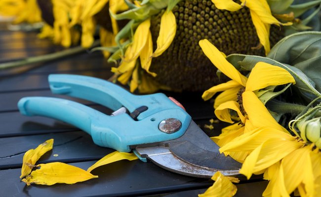 Sie sehen eine Gartenschere und eine Sonnenblume.