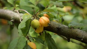 Wildapfel