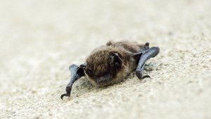 Sie sehen eine schwache Fledermaus am Boden.