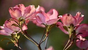 Roter Hartriegel