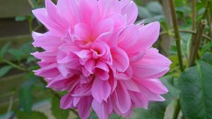 Sie sehen die Blüte einer Dahlie.