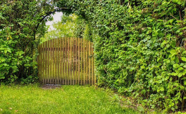 Sie sehen eine Hecke mit einem Gartentor.
