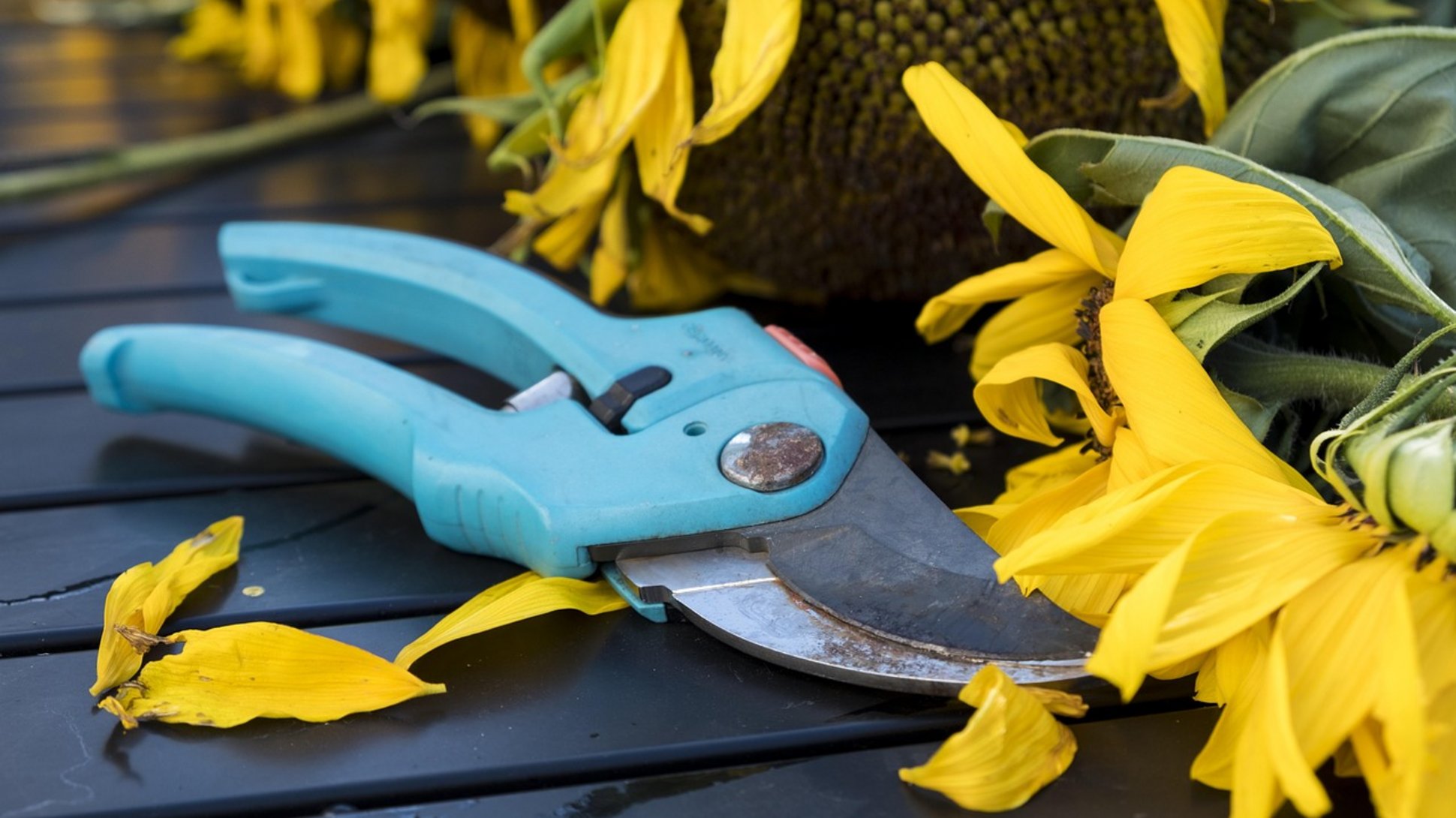 Sie sehen eine Gartenschere und eine Sonnenblume.