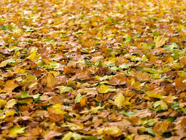 Herbstlaub