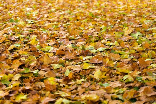 Herbstlaub