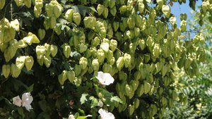 Blasenbaum
