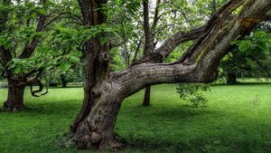 Baum im Poensgenpark