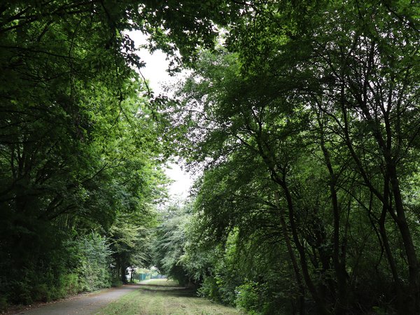 Weg durch Waldgebiet