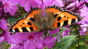Ein Kleiner Fuchs trinkt Nektar aus einer Phloxblüte.