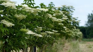 Sie sehen eine Holunderhecke.