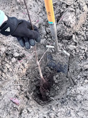 kleiner Baum wird in ein Pflanzloch gesetzt