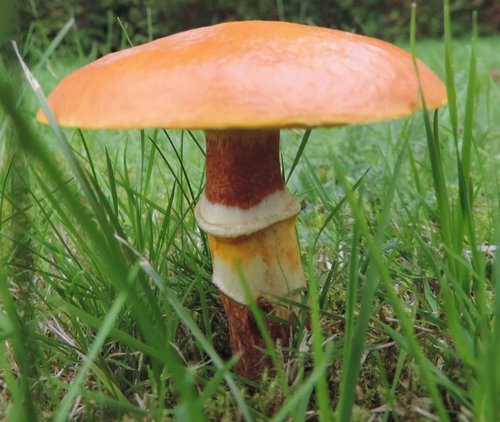 Ein Pilz auf einer Wiese