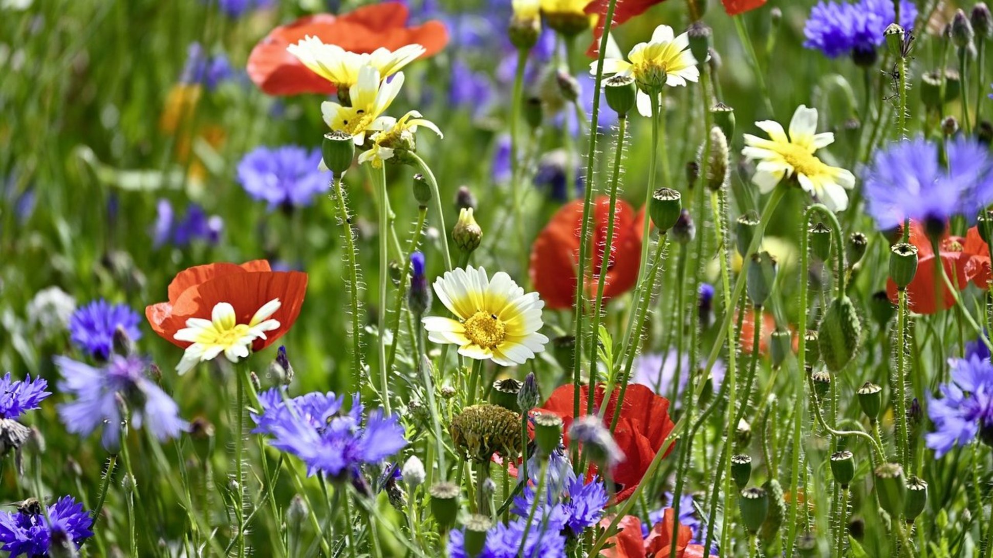 Wildblumenwiese