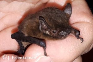 Kleine Fledermaus sitzt auf einer Hand