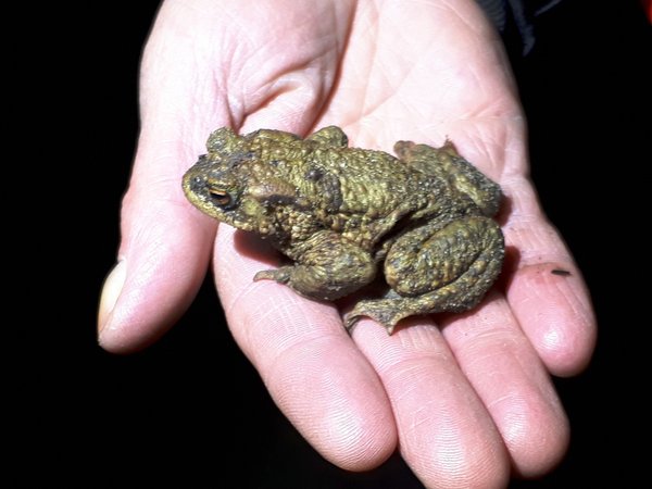 Eine Kröte sitzt auf einer Hand